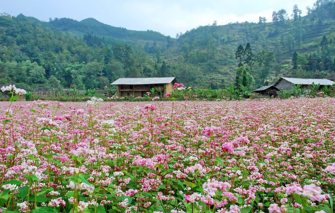 A SPECIAL FLOWER IN THE NORTH HIGHLAND VIETNAM